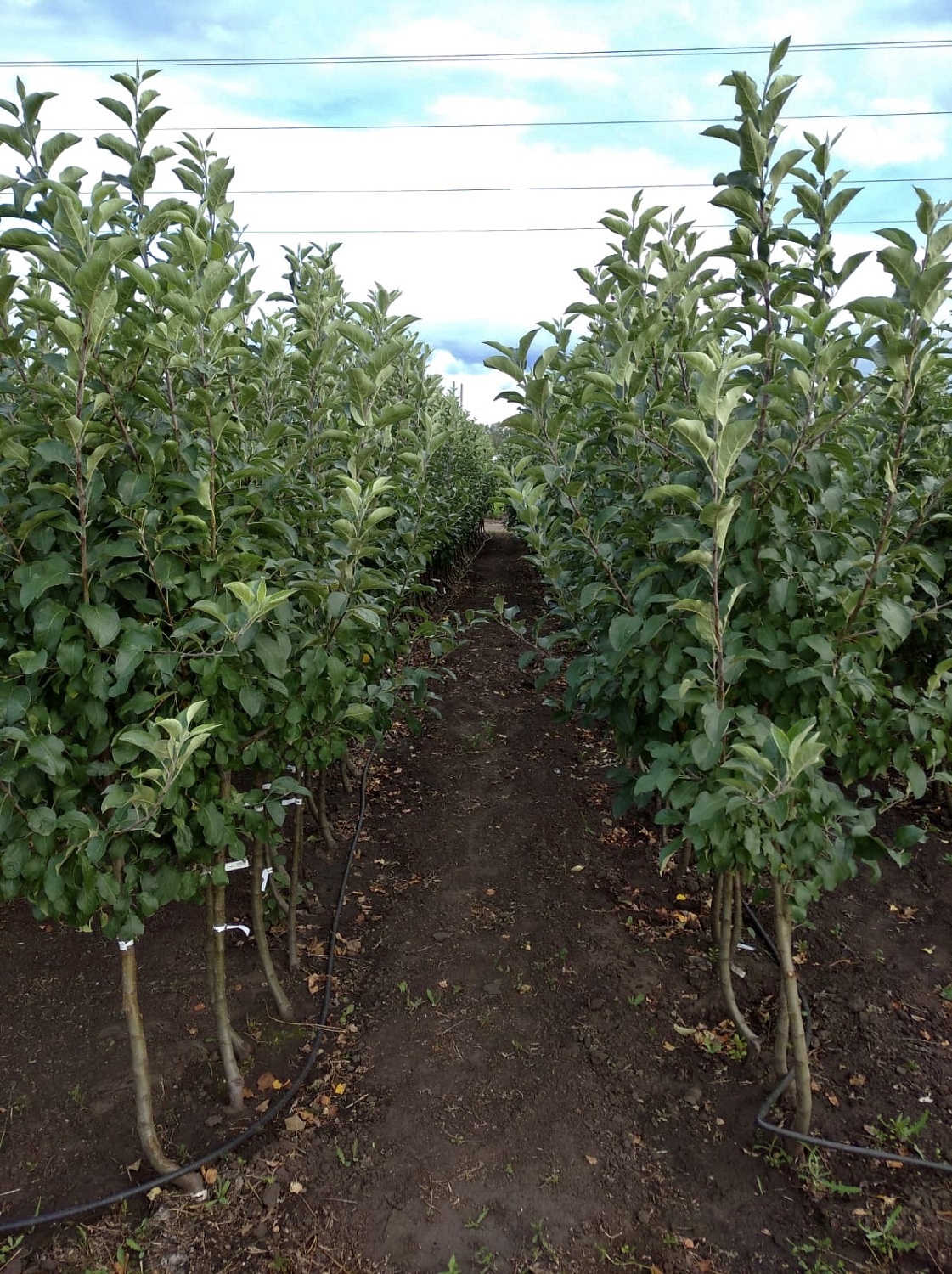 АКЦИЯ: Трёхлетние саженцы яблони от 250₽