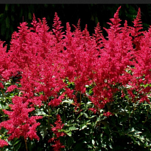 Основное изображение товара