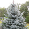Ель колючая (Picea pungens) Эдит  80-100 С20 ПС/26