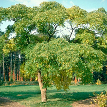 Основное изображение товара