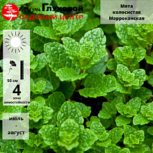 Основное изображение товара