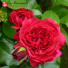 Основное изображение товара