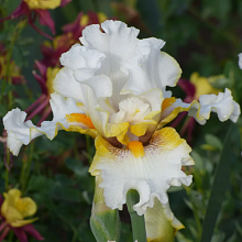 Основное изображение товара