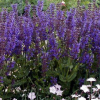 Шалфей дубравный (Salvia nemerosa) Виола Клоуз С2 ГлХ/26