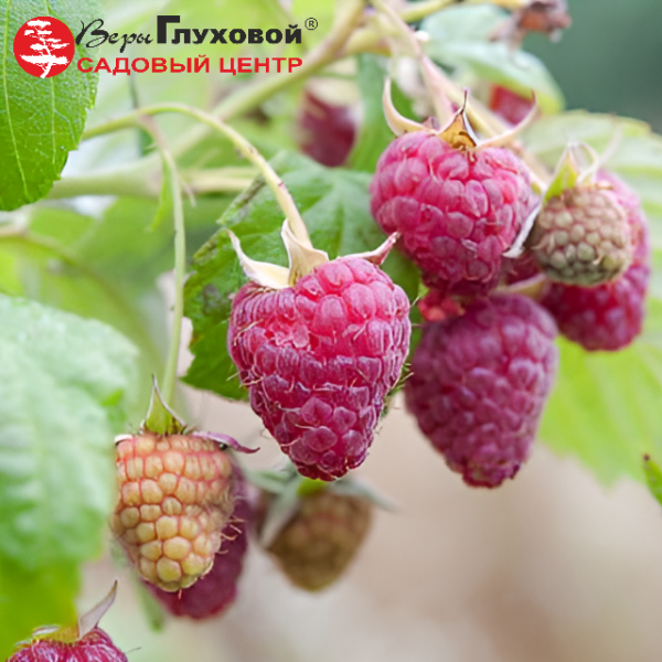 Основное изображение товара