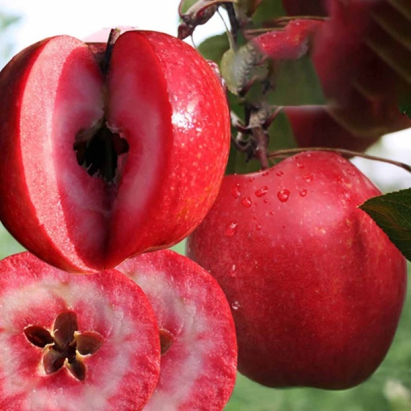 Основное изображение товара