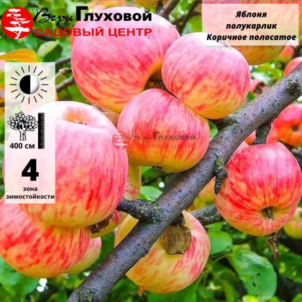 Основное изображение товара