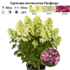 Гортензия метельчатая (Hydrangea paniculata) Панфлора 2-3вет ОКС СП/25