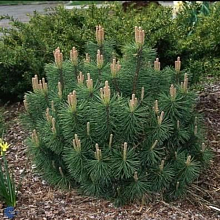 Основное изображение товара