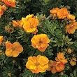 Лапчатка кустарниковая 