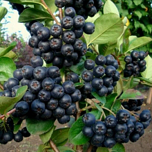 Основное изображение товара