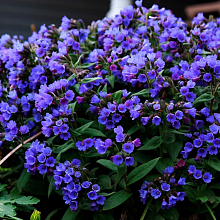 Основное изображение товара