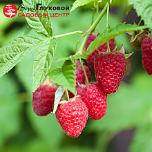 Рисунок 129.jpg