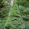 Ель сизая (Picea glauca) Сандерс Блю 70-80 С5 НБл/25
