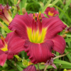 Лилейник (Hemerocallis) Пардон Ми С3 РЛ/25