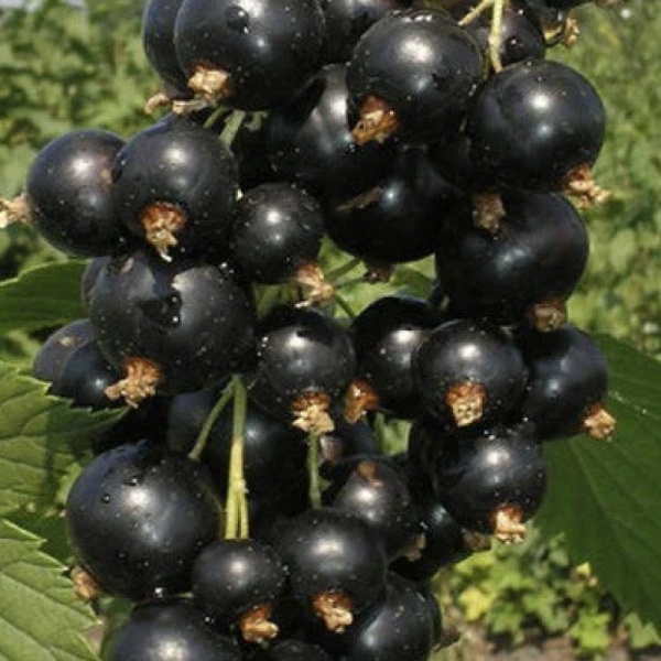 Основное изображение товара