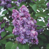 Сирень обыкновенная "Мишель Бюхнер" на фото