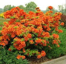 Основное изображение товара