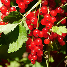 Основное изображение товара