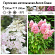 Гортензия метельчатая 