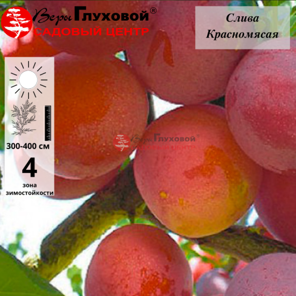 Слива Красномясая (ранний сорт)