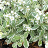 Арабис Фердинанда Кобургского (Arabis) Вариегата С2 НСп/26