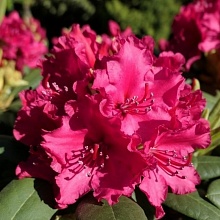 Основное изображение товара