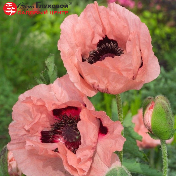 Основное изображение товара