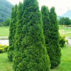 Туя западная (Thuja occidentalis) Холмструп С3 СП/25