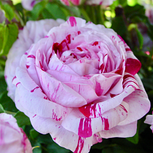 Основное изображение товара