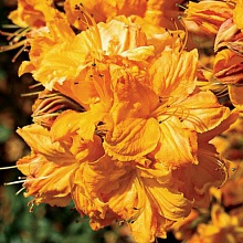 Основное изображение товара