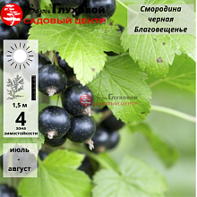 Основное изображение товара