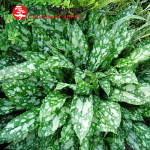 Основное изображение товара