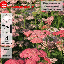 Основное изображение товара