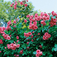 Основное изображение товара