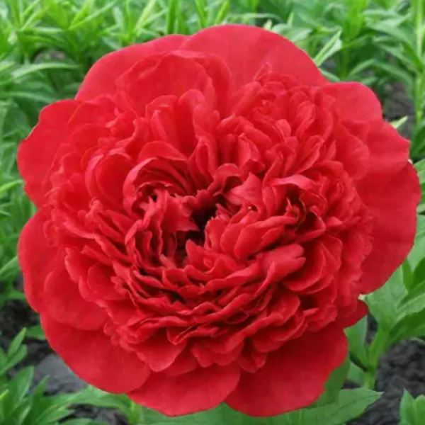 Основное изображение товара