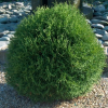 Туя западная (Thuja occidentalis) Тини Тим   С3 СП/25