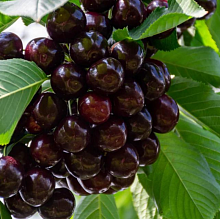 Шоколадница