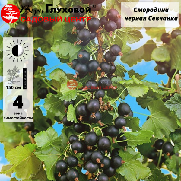 Смородина Селеченская черная (ранняя)