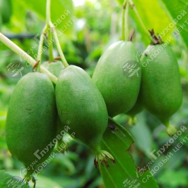 Актинидия аргута "Иссаи" на фото