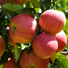Яблоня Коричное полосатое (осенний сорт)