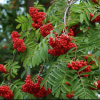 Рябина обыкновенная (Sorbus aucuparia) Рубиновая 100-125 С15 РГр/26