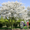 Ирга Ламарка (Amelanchier lamarckii)   С3 СП/25