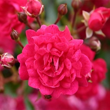 Основное изображение товара