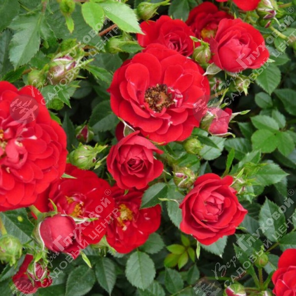 Роза миниатюрная "Red Fairy" на фото