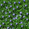 Барвинок малый (Vinca minor) С3 СП/24