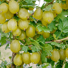 Основное изображение товара