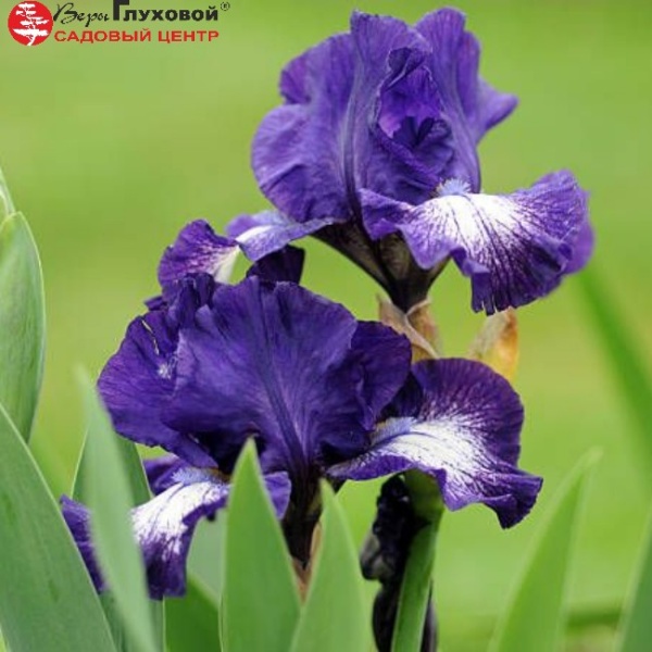 Основное изображение товара