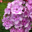 Флокс метельчатый 