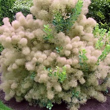 Основное изображение товара